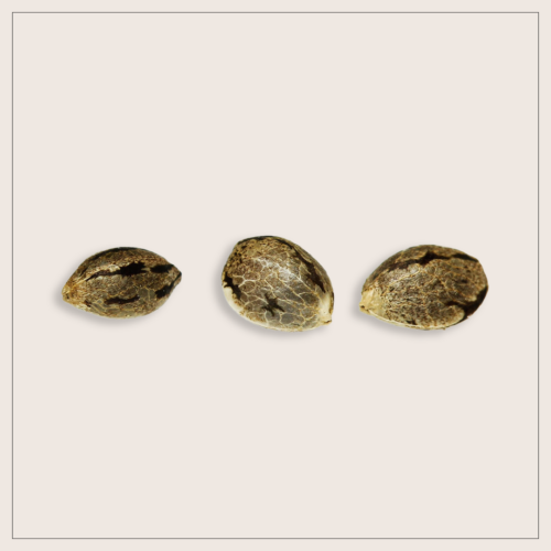 Seeds