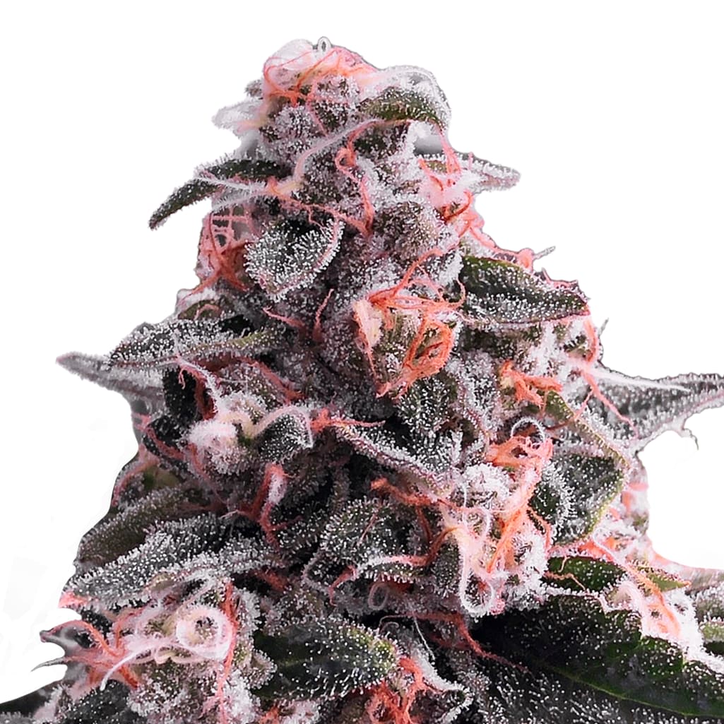 electric-lettuce-reserve-sativa-prairie-cannabis-8th-street