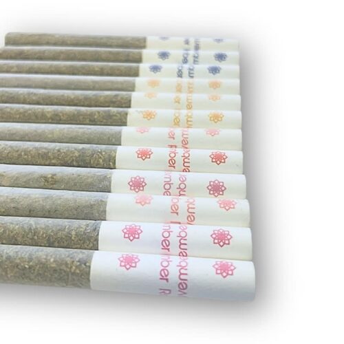 November Rain - Blaster Multipack - Pre-Roll