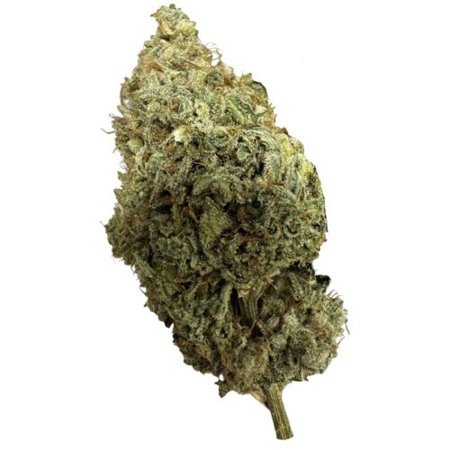 Zevk Cultivation - Trop Z