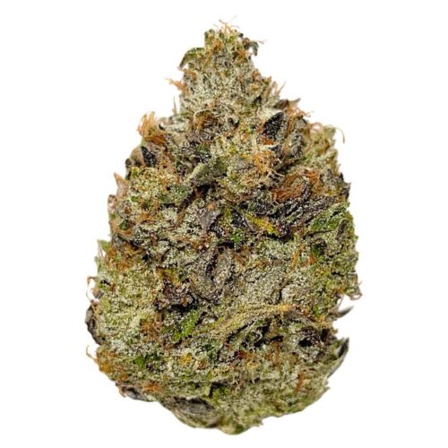Saltspring Magic - Timmy's OG Shark (Smalls)